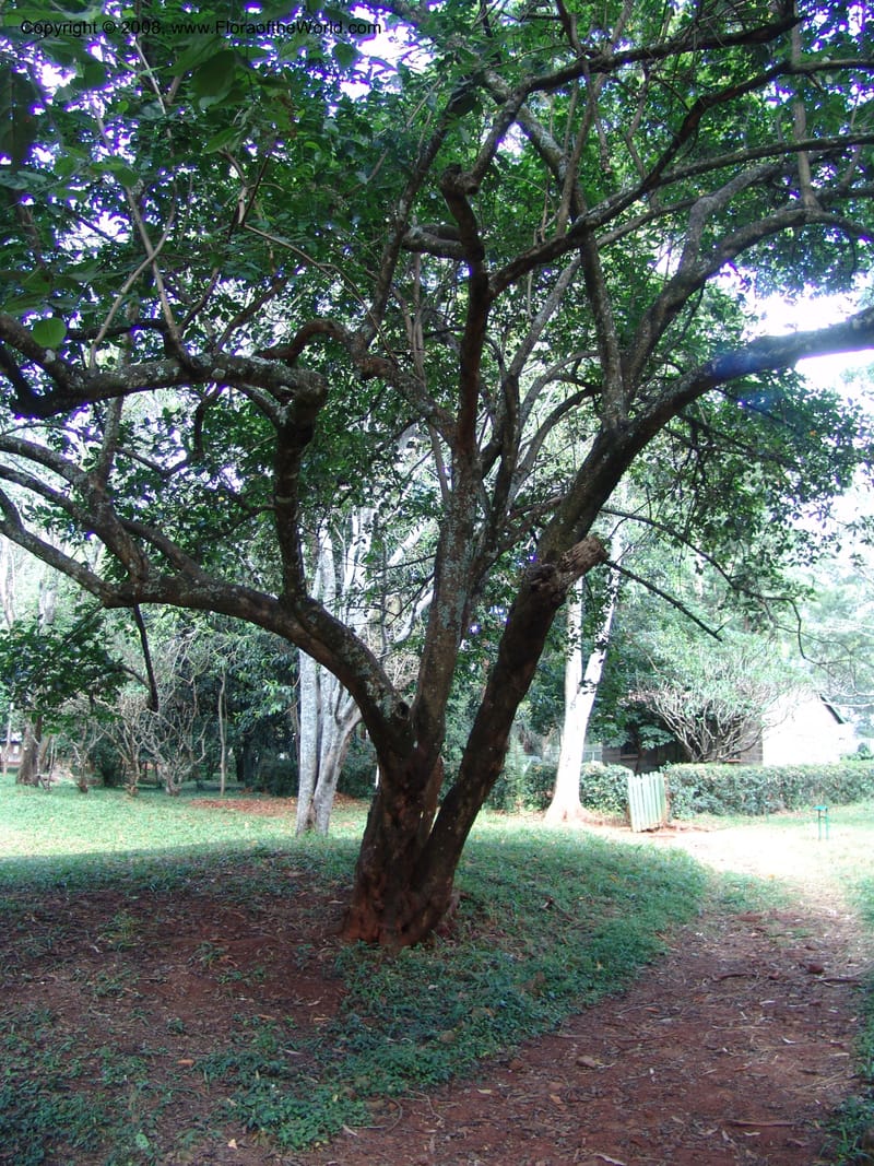 Ehretia cymosa--Kenya. Nairobi Arboretum. 1 Jul 04. 076.jpg