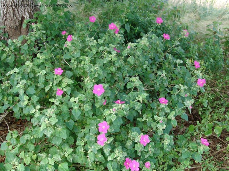 Pavonia lasiopetala--TX. Johnson Wildflower Center. 13 Jun 04. 009.jpg
