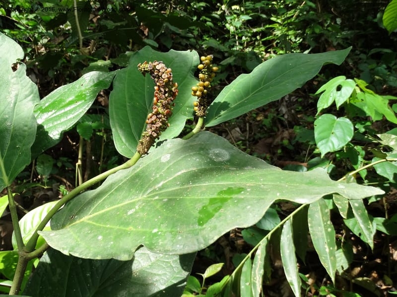 Piper, Davidson, C 12746--Sabah. Sg. Nelumad. 12 Oct 2014. DSC04383 (39).JPG