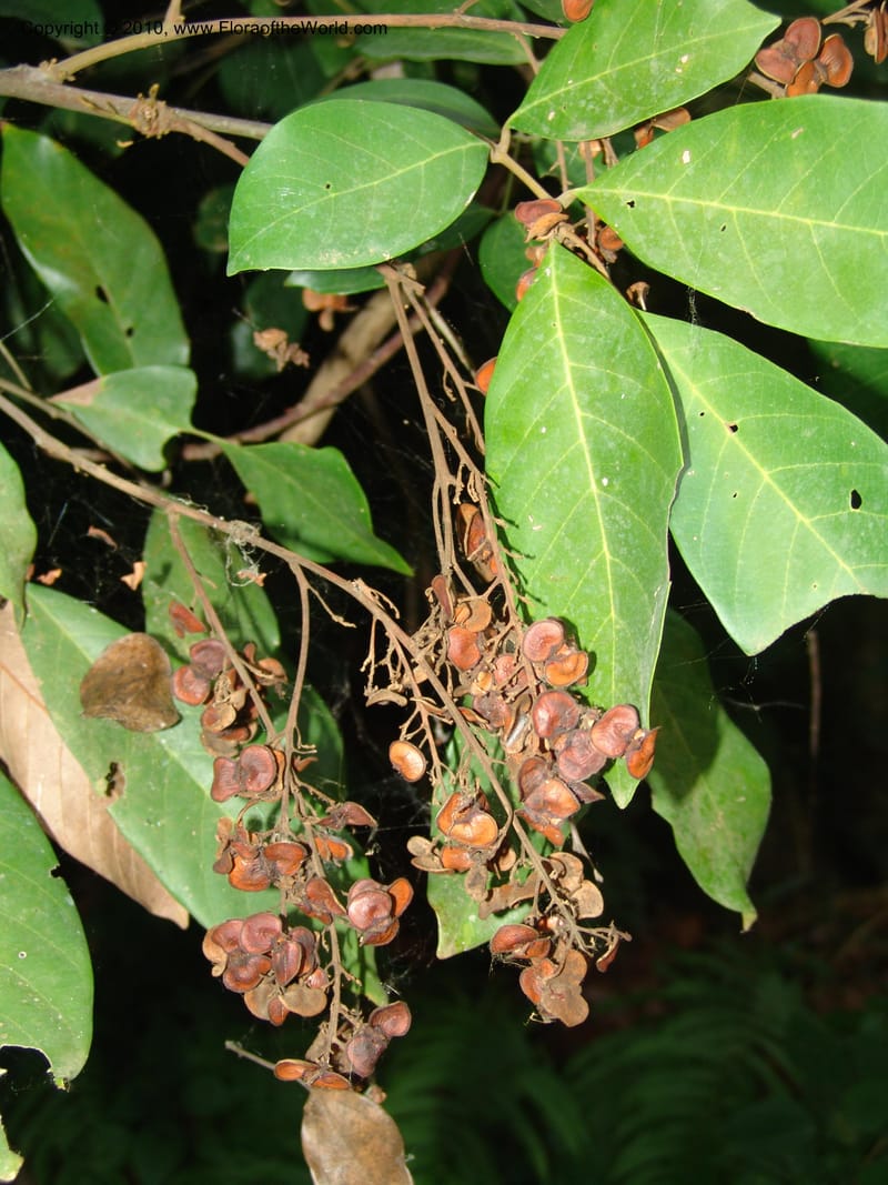 Aporrhiza, R. Gereau 6812--Tanz. Ulanga Distr. Mbangayao Sch. 12 Feb 06. 337.jpg