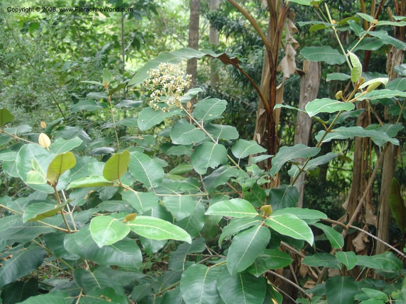 Harungana madagascariensis--So. Africa. Mpumalanga. Karino. Whyte Thorne Garden. 19 Mch 05. 303.jpg
