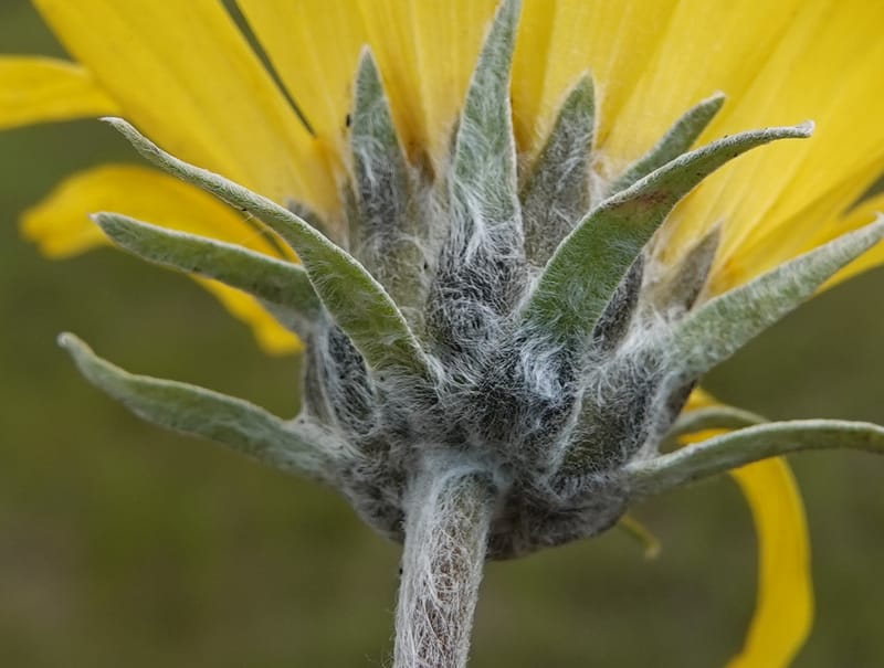 Balsamorhiza incana, C. Davidson 13776--Oregon. Wallowa Co. Trail Cr. Rd. Stop 1. 5 Jun 2018. DSC04910 (43).JPG