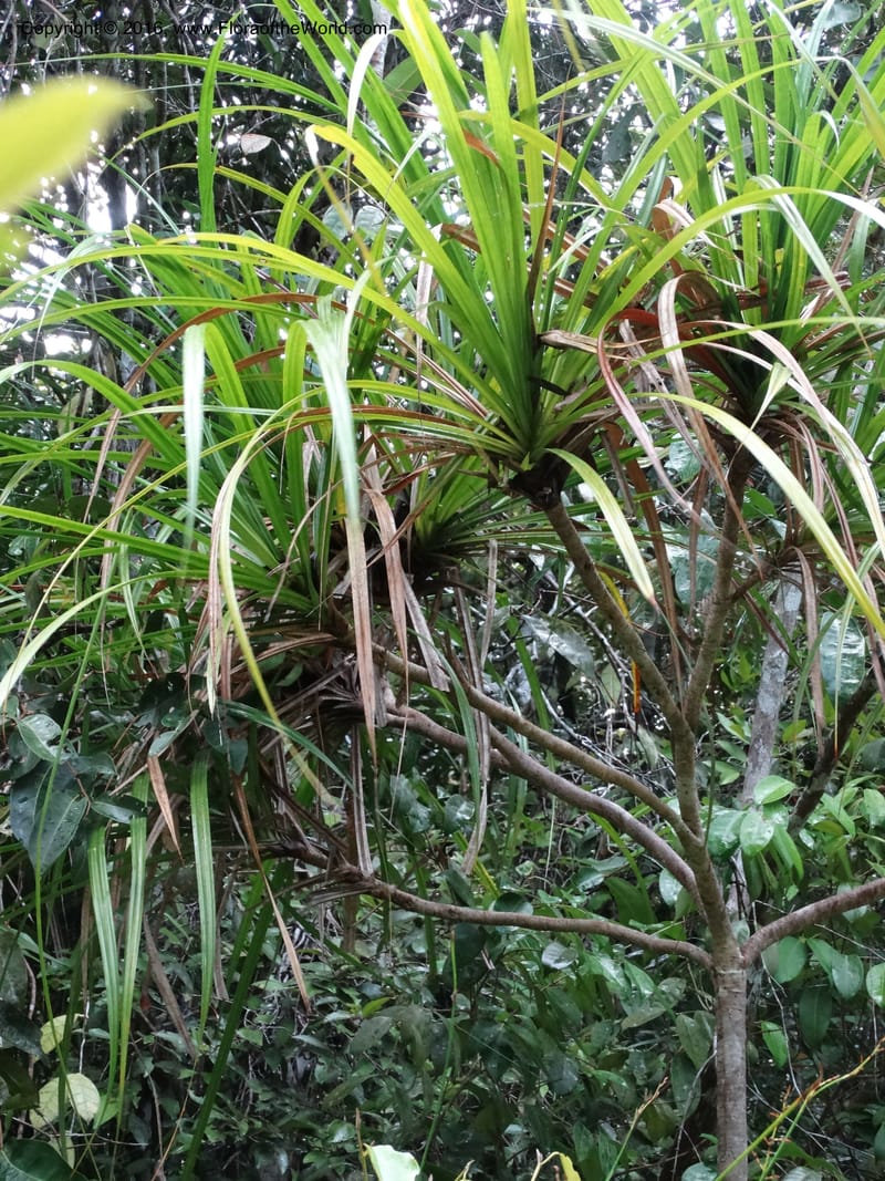 Pandanus borneensis, Callmander, M 1186--Sabah. G. Silam. 1 Oct 2014. DSC00937 (170).JPG