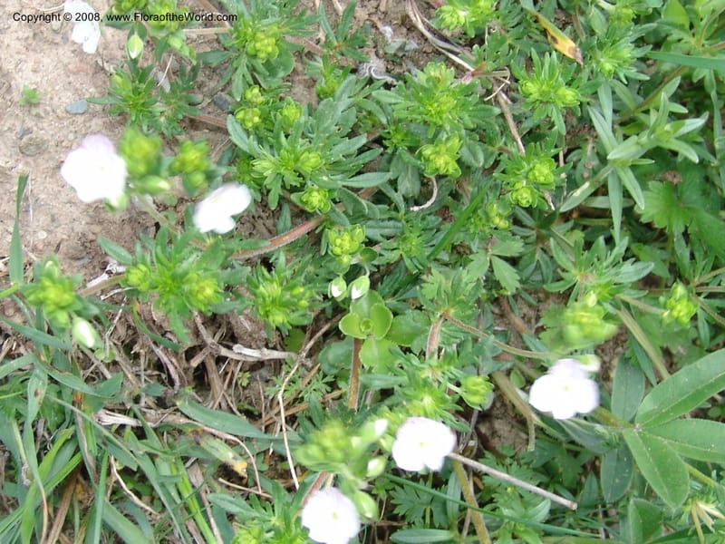Veronica chamaedrys--Georgia. Kazbeki . Trail-road to Sameba Church. 2 Jun 05. 125.jpg