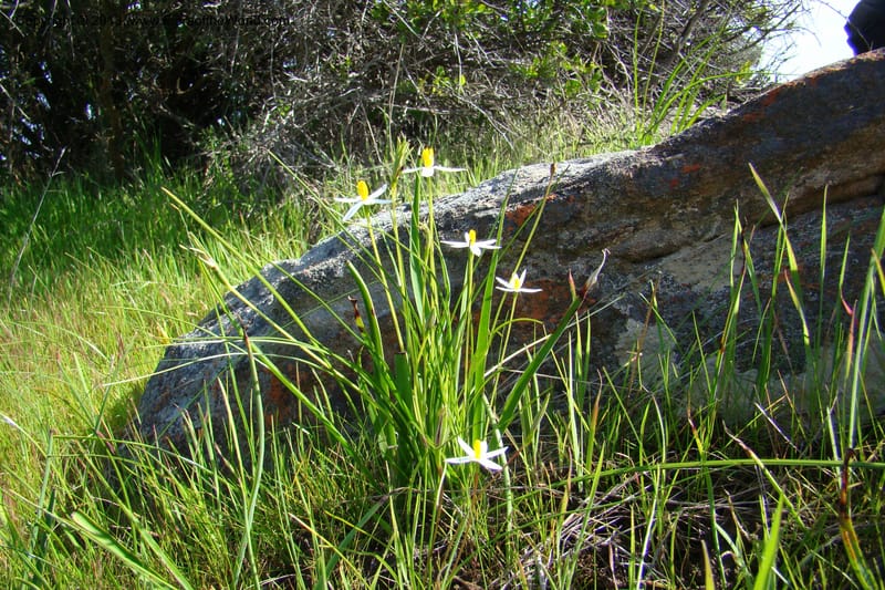 Spiloxene serrata, C. Davidson 11517--South Africa. Northern Cape. Papkuilsfontein. 25 Aug 09. 131.jpg