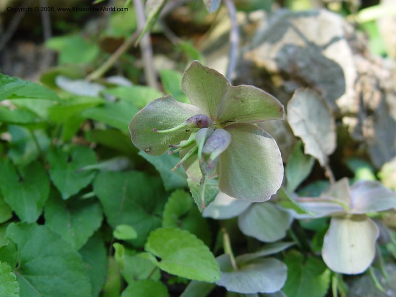 Helleborus lividus--Spain. Blanes. Marimurtra Bot. Gard. 24 Apr 04. 036.jpg