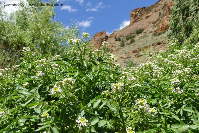 Nasturtium officinale, C. Davidson 11853--Oregon. Malheur Co. Leslie Gulch. 30 June 2011. 229 (18).jpg
