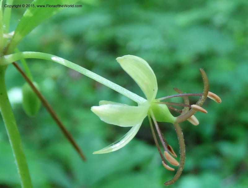 Medeola virginiana, Davidson, C 13047--South Carolina. Oconee Co. Brasstown Cr. 19 May 2015. DSC06413 (131).JPG