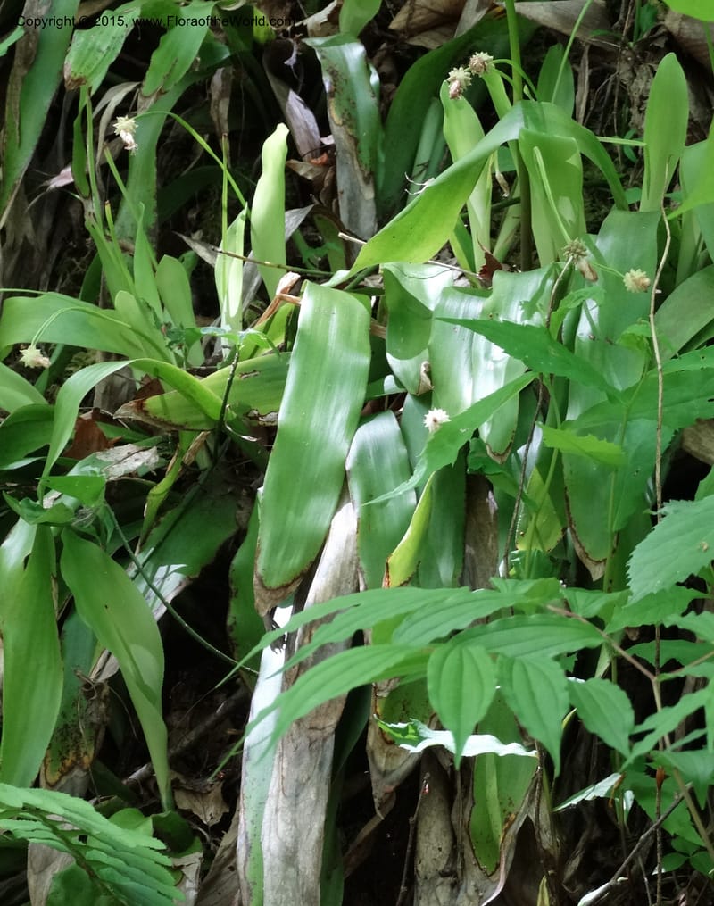Cymophyllus fraserianus, Davidson, C 12984--North Carolina. Clay Co. Perry Gap Rd, Barnard's Cr. 13 May 2015. DSC04860 (93).JPG