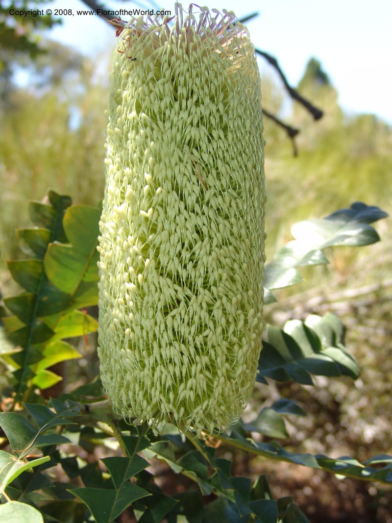 Banksia grandis, 88.120--CA. UC Santa Cruz Arboretum.  1 Jul 06. 100.jpg