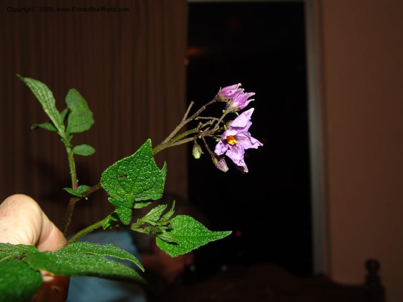 Solanum, Croat94724--Ecuador. Prov. Carchi. Rd Tulcan to El Chical. 16 Feb 05. 284.jpg