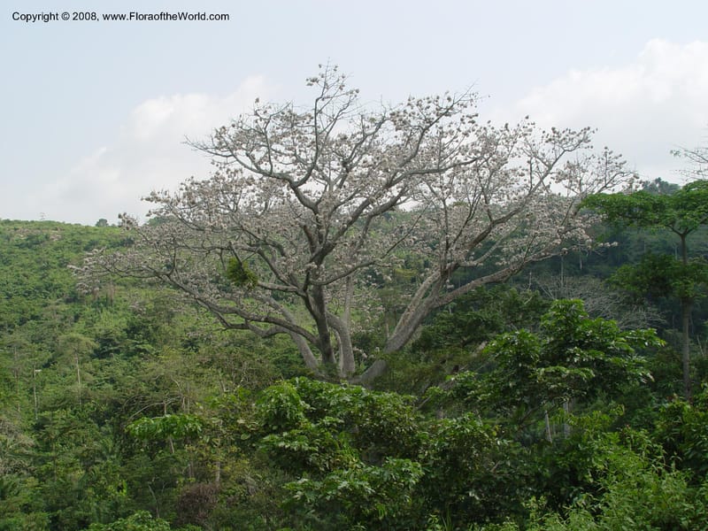 Ceiba pentandra--Ghana. Accra-Dodowa Rd. 13 Dec 03. 012.jpg