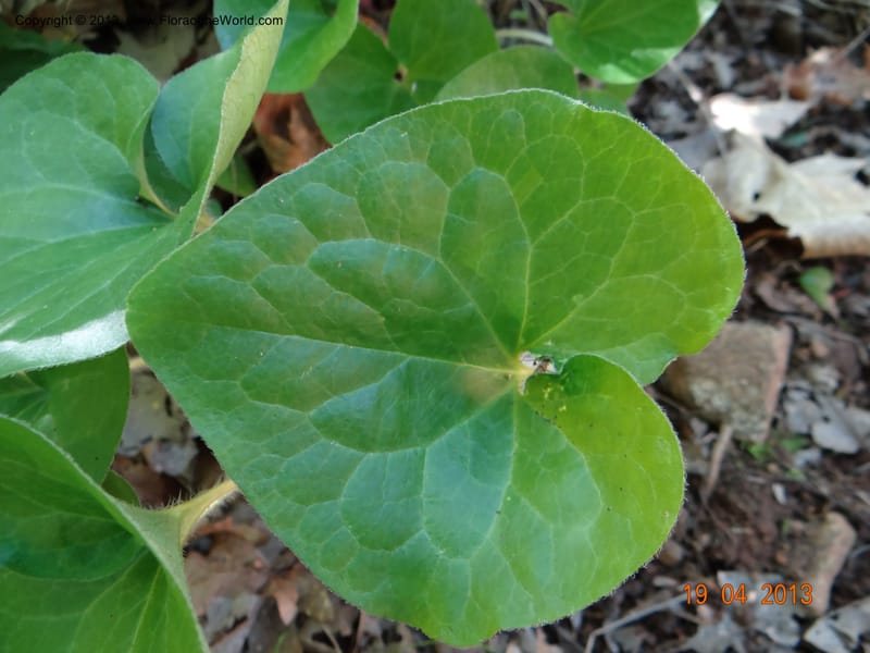 Asarum sp. unk. , Davidson, C 12133--USA, California, Nevada Co. 19 Apr 2013  0164 (2).JPG