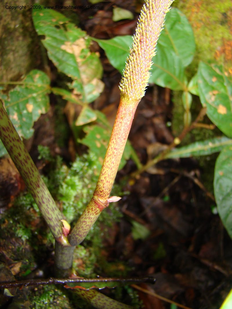 Peperomia hernandifolia, WDStevens27264--Nicaragua. Matagalpa. Cerro Picacho at Selva Negra. 16 Jun 08. 019.jpg