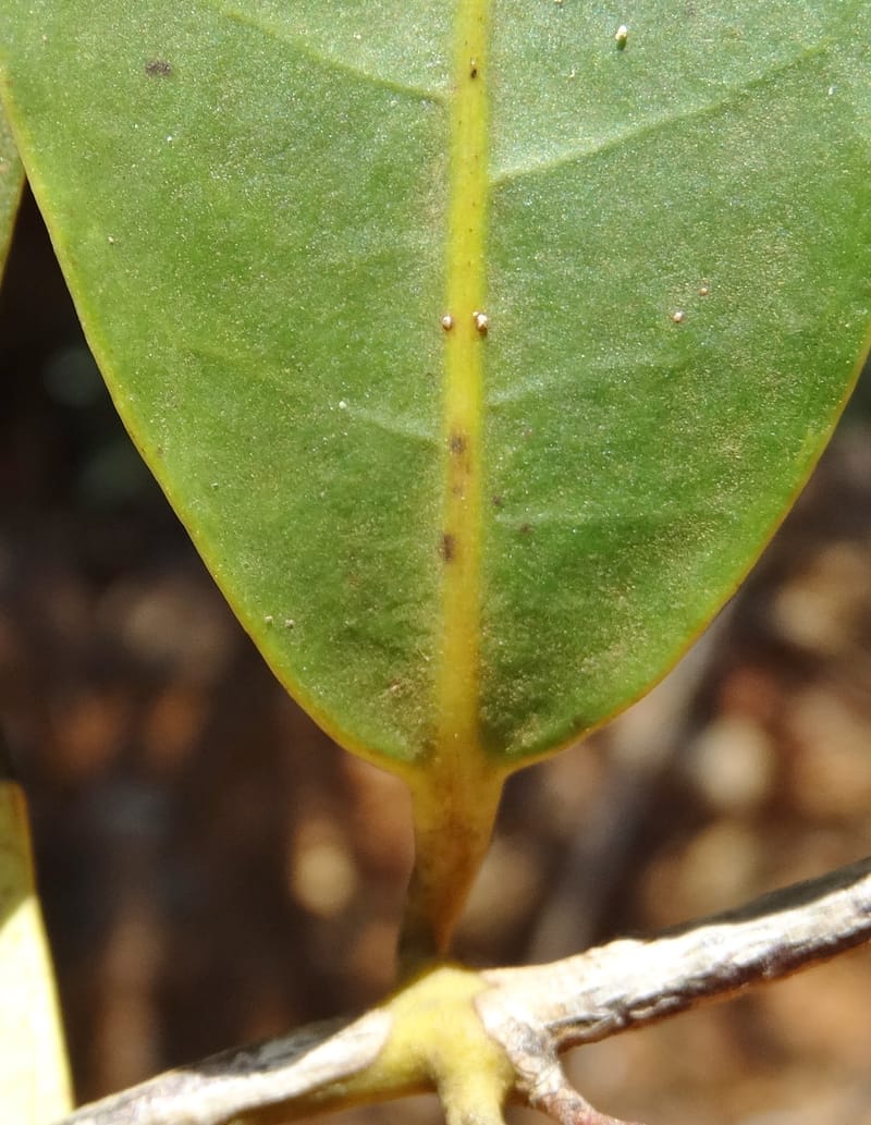 Hedycarya, Lowry, P 7426--New Caledonia. PinPin. 20 Nov 2015. DSC03938 (311).JPG