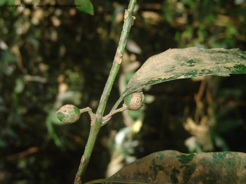 Xymalos monospora--So.Africa. Mpumal. Moodie Mts.  18 Mch 05. 357.jpg
