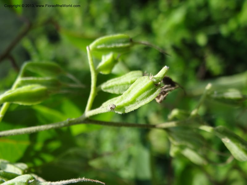 Pterostyrax corymbosus, Li Pan 1205274--China. Zhejiang Prov. Shunxi Village. 28 May 2012. DSC00347 (180).JPG