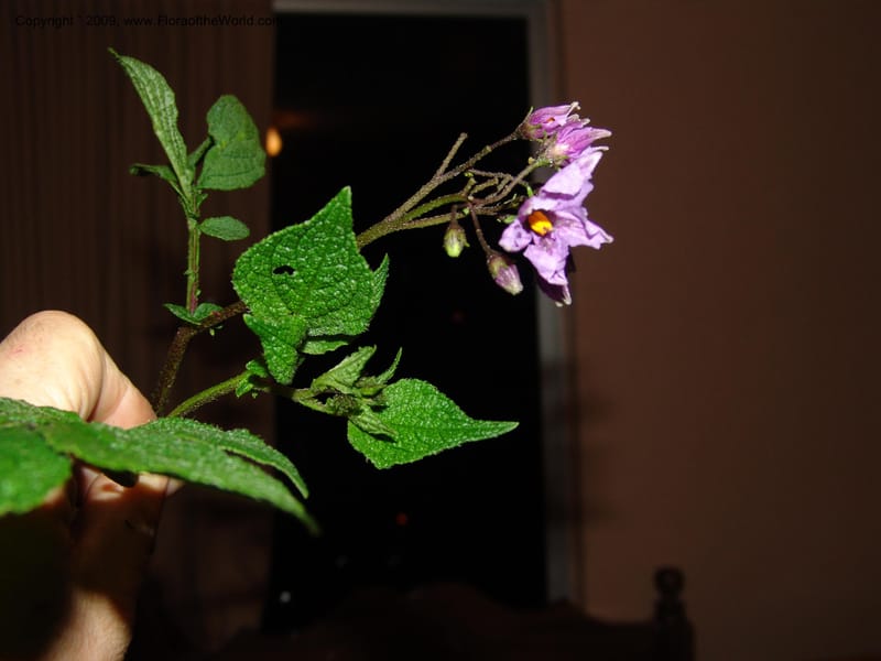 Solanum, Croat94724--Ecuador. Prov. Carchi. Rd Tulcan to El Chical. 16 Feb 05.  285.jpg