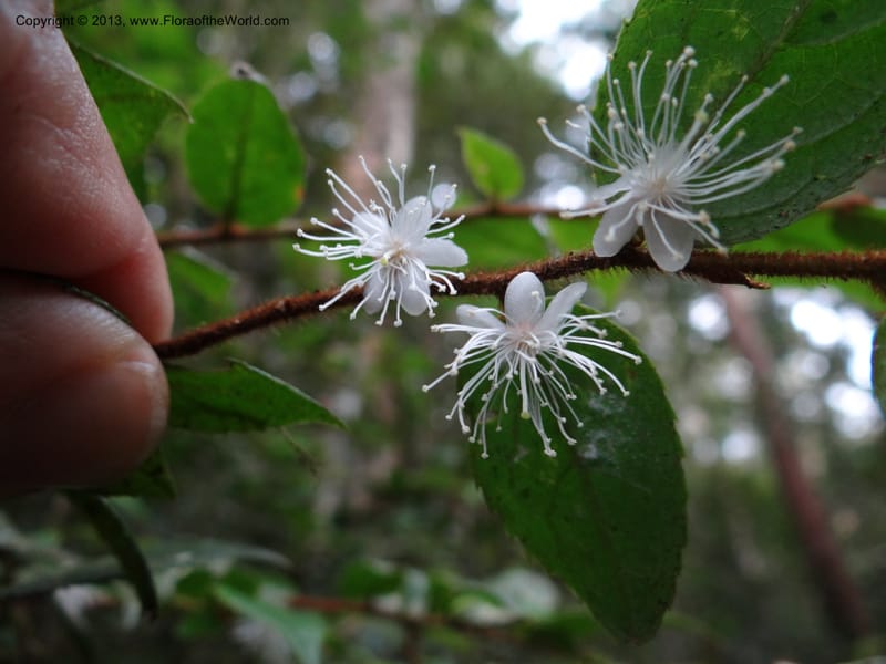 Symplocos, SAN.153214--Malaysia, Sabah. Mt. Kinabalu. 5 Apr 2012. DSC06767 (245).JPG
