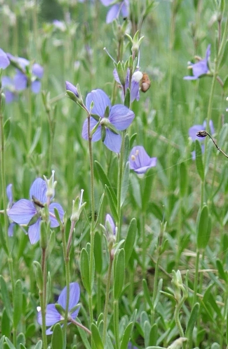 Veronica fruticans, Davidson, C 13254--Switzerland. Oberwald. Chapel St. Nikolas. 2 Jul 2016. DSC07728 (446).JPG
