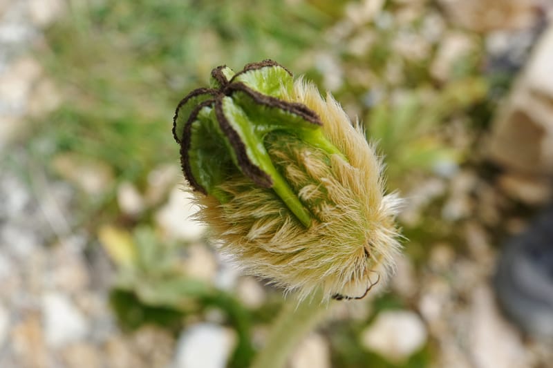 Meconopsis integrifolia subsp. integrifolia, D. Boufford 44063--China. Sichuan. Zhe Duo Shan. 17 Aug 2017. DSC06717 (402).JPG
