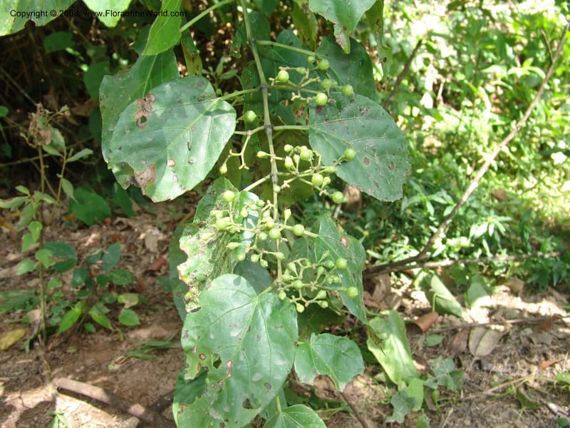 Cissus verticillata, AAraujoM1542--Bolivia. P. Nac. Madidi. Chalalan, Rio Tuichi. 24 Nov 04. 043.jpg