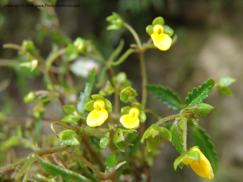 Calceolaria mexicana, Croat93268--Ecuador. Prov. Pichincha. Old hwy Quito to Sto. Domingo. 12 Aug 04. 304.jpg
