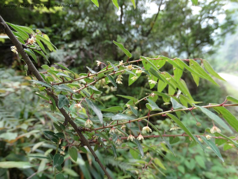 Leptopus chinensis, Boufford, D 43708--China. Sichuan. LongDongZhen on Rd. to LeiYuan Shan. 13 May 2014. DSC05860 (27).JPG