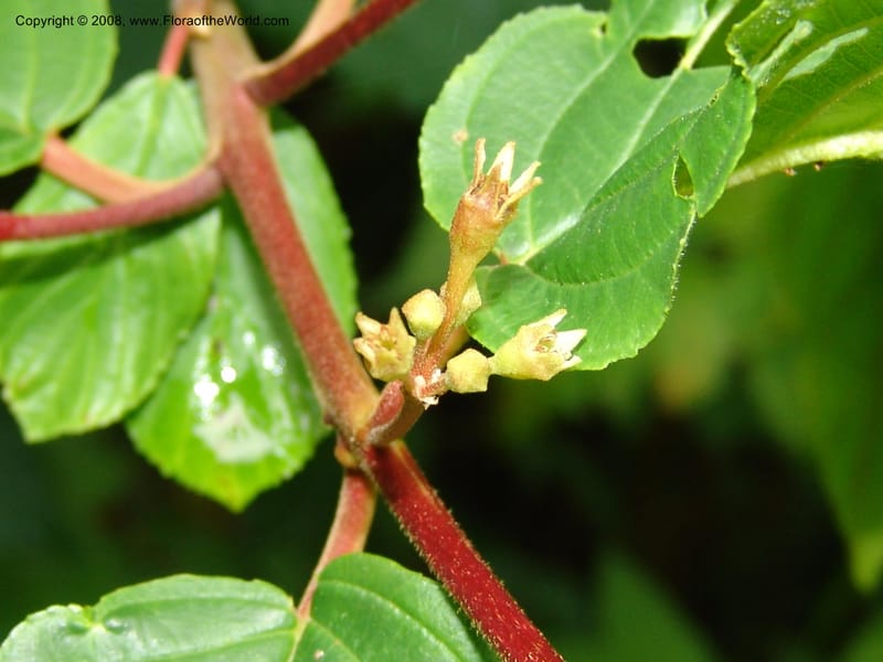 Rhamnus purshianus--WA. Grays Harbor Co. Quinault Rain For, Lake Quinault. 15 Jun 06 202.jpg
