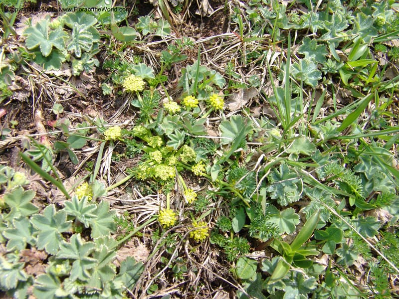 Chamaesciadium acaule--Georgia. Vic. of Tskhrats'karo Pass. 7 Jun 05. 059.jpg