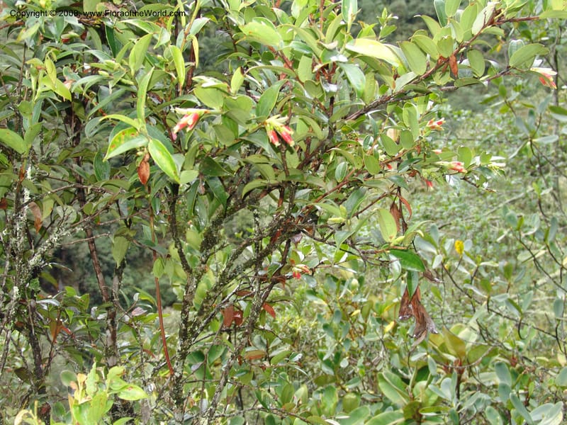 Cavendishia, RVasquez32923--Peru. Prv Pauctb. Rd to Manu NP. 28 Oct 07. 155.jpg