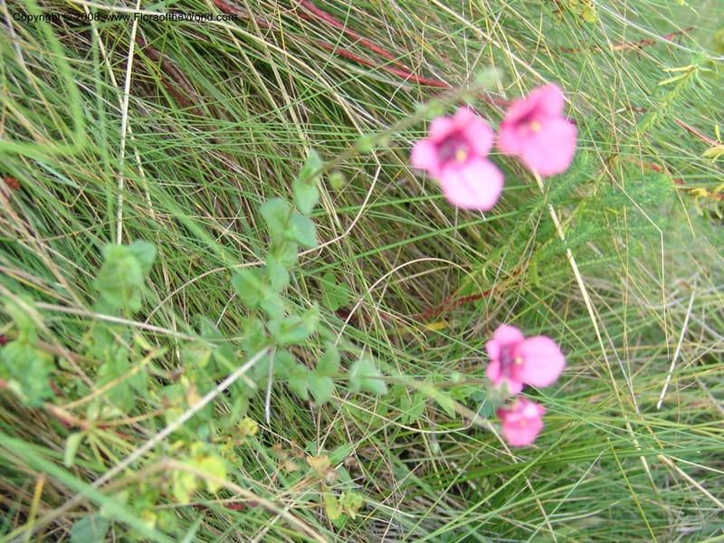 Diascia barberi--So.Africa. E. Cape. R58 SE of Barkly East. 10 Mch 05. 215.jpg
