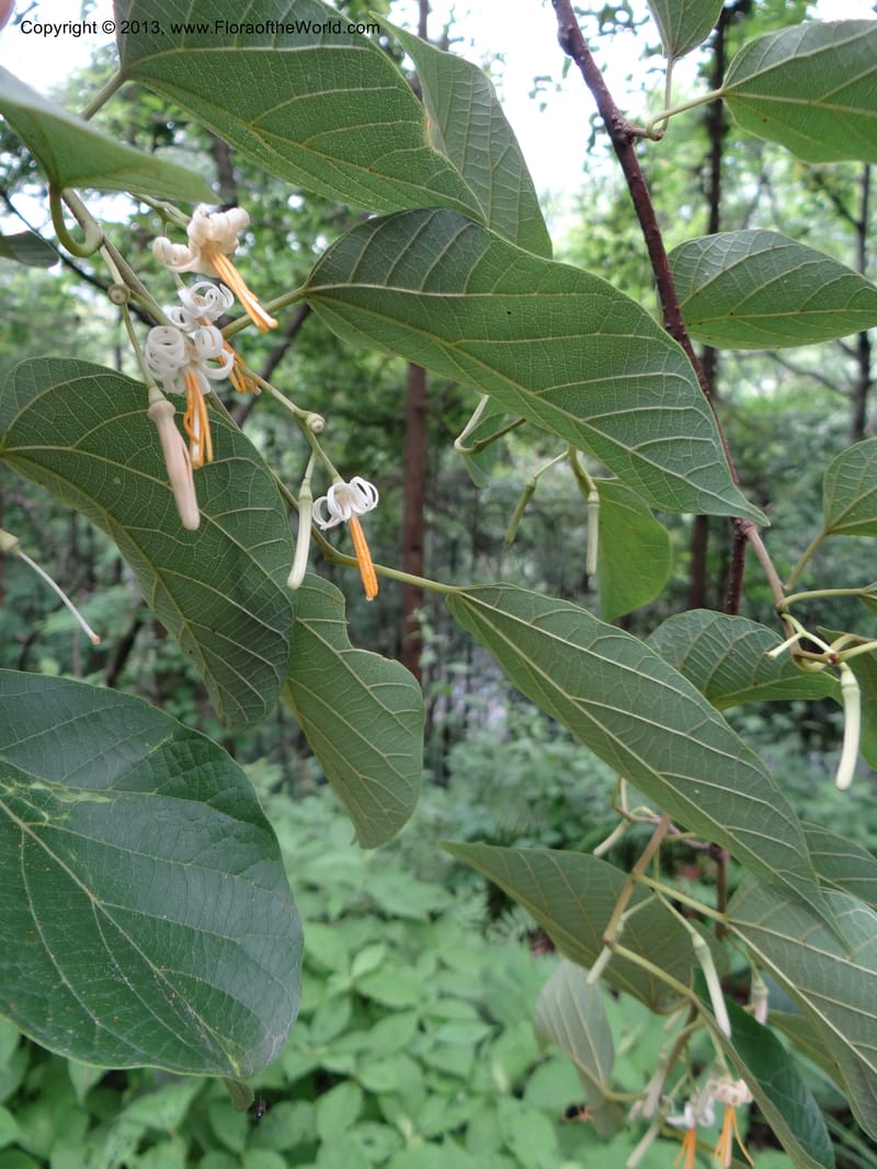 Alangium kurzii, Davidson, C 11972--China. Zhejiang Prov. Tian Mu Shan. 1 Jun 2012. DSC01264 (66).JPG