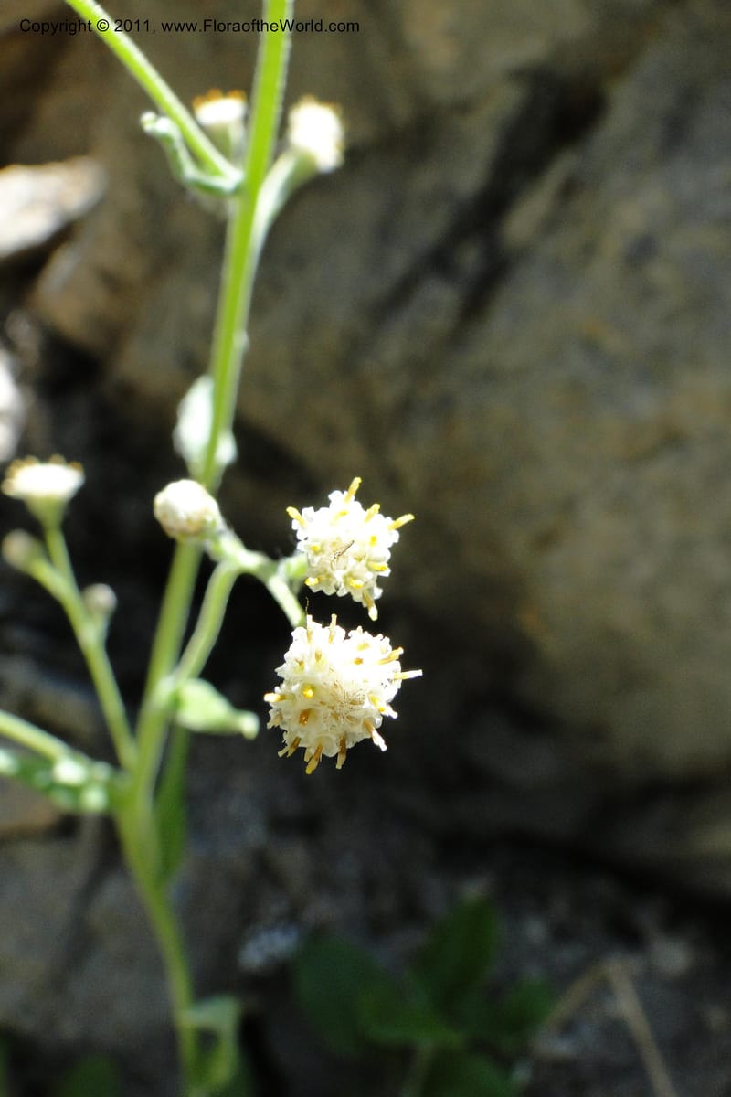 Antennaria racemosa, Davidson, C 11875--Idaho. Idaho Co. Warren Wagon Rd. 8 July 2011. 167 (14).jpg