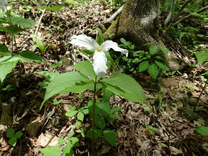 Trillium grandiflorum, Davidson, C 12998--North Carolina. Macon Co. Standing Indian. 14 May 2015. DSC05212 (214).JPG
