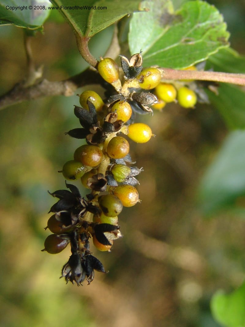 Trimeria grandifolia--So.Africa. Mpumal. Buffelskloof Private Nat. Res. 17 Mch 05. 215.jpg