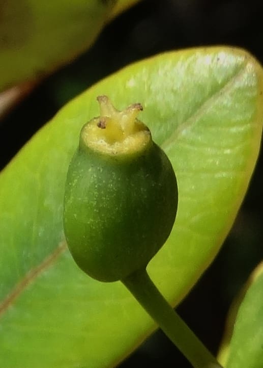 Plerandra elongata, Lowry, P 7374--New Caledonia. Mont Dzumac. 12 Nov 2015. DSC01563 (357).JPG