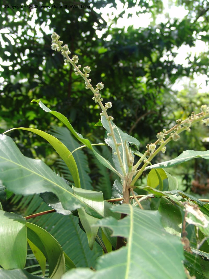 Argomuellera macrophylla--So. Africa. Lowveld Nat. Bot. Gard. 14 Mch 05. 413.jpg