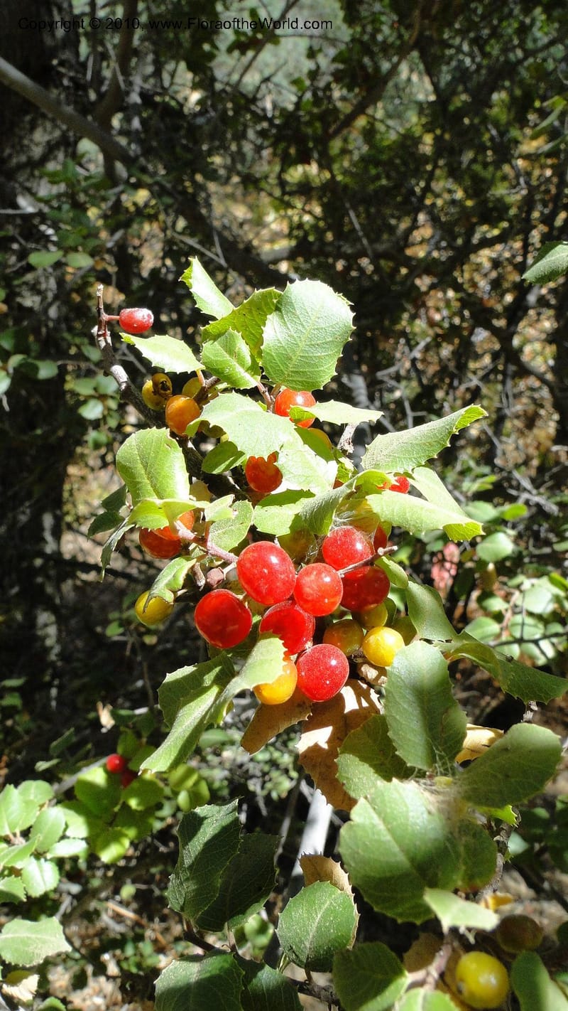 Rhamnus illicifolia, C. Davidson 11793--CA. Contra Costa Co. Mt. Diablo. Donner Canyon. 1 Sept 2010. 092 (72).jpg