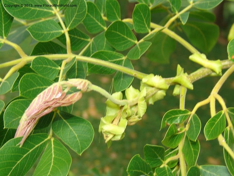 Albizia gummifera--So.Africa. Lowveld Nat. Bot. Gard. 2. 14 Mch 05. 158 (7).jpg