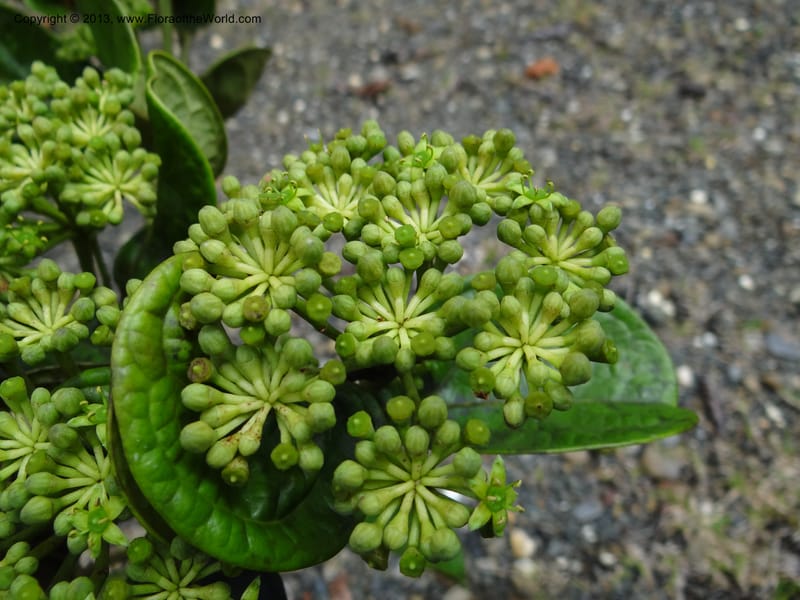 Aralia, SAN.153245--Malaysia, Sabah. Tawai For. Res. 9 Apr 2012. DSC07890 (97).JPG
