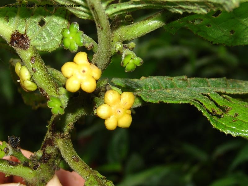 Siparuna aspera, Croat 95735--Ecuador. Maquipucuna Biol. Res. Send. Princip. 11 Mar 06. 260 (19).jpg