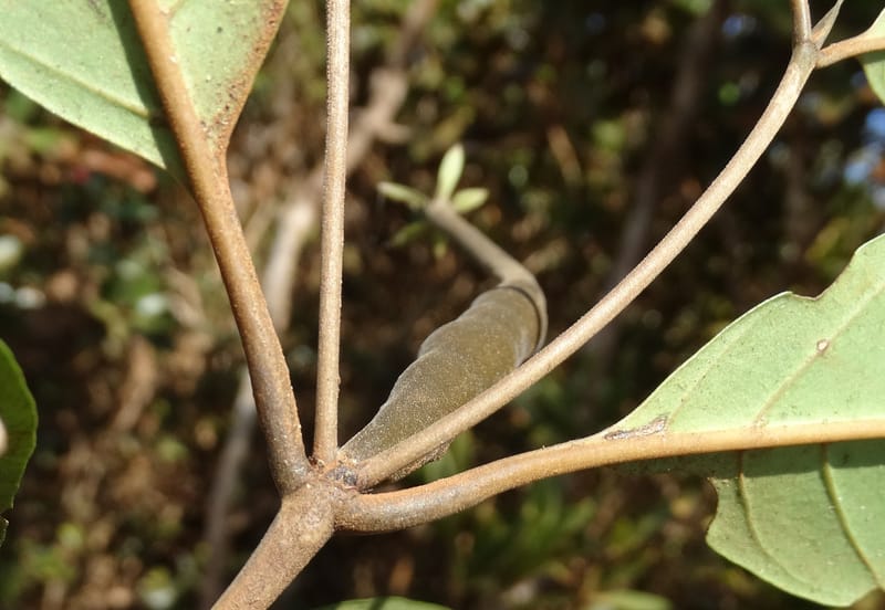 Atractocarpus, Gildas no.--New Caledonia. PinPin. 20 Nov 2015. DSC03938 (566).JPG