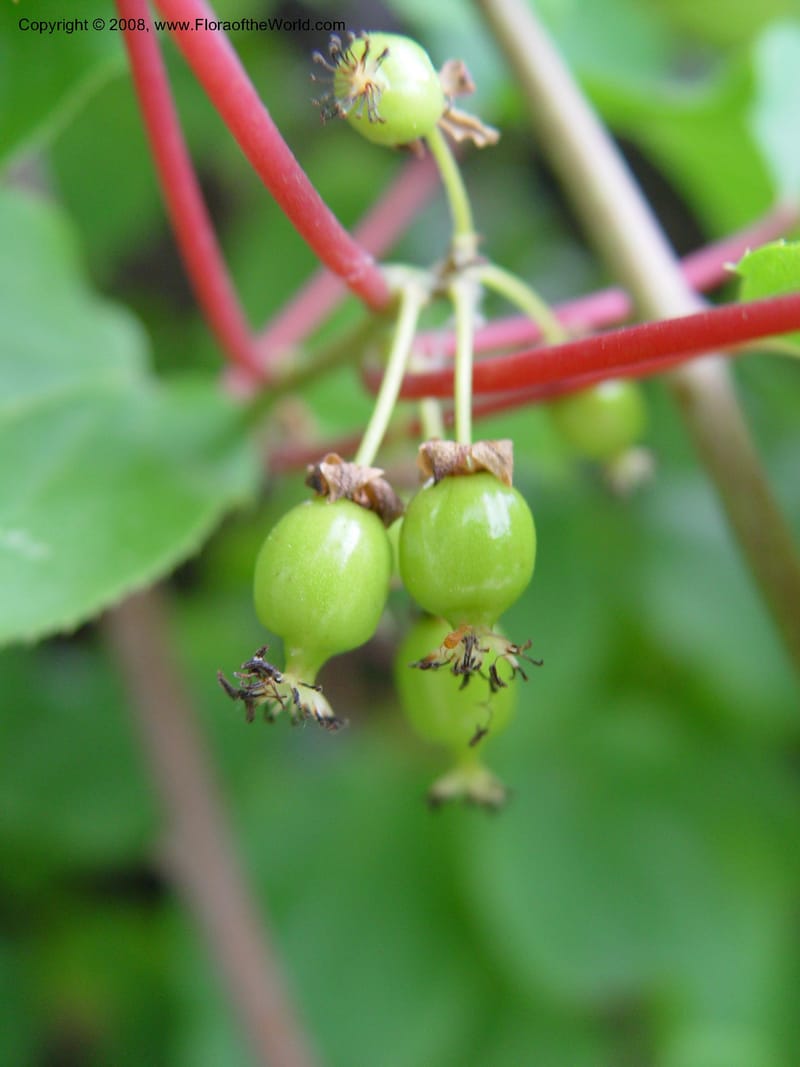 Actinidia arguta, 57-48-B--MA. Arnold Arboretum. 30 Jun 03. 006.jpg