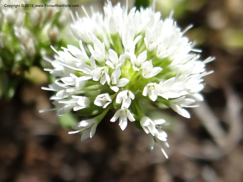 Valeriana, WDS 34165--Chile. P.N. Sieta Tazas. 21 Feb 2013. DSC02254 (59).JPG
