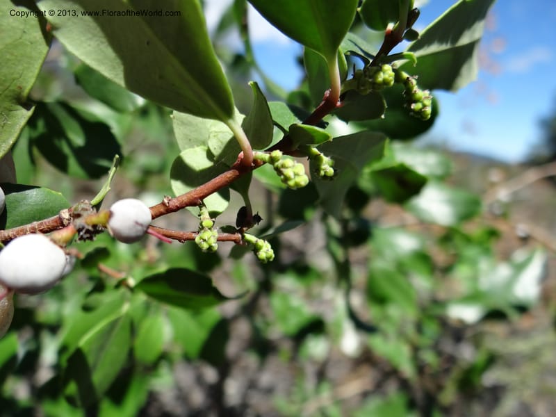 Azara, WDS 34089--Chile. Pte. Polcura.  Odom 11.6. 17 Feb 2013. DSC01159 (149).JPG