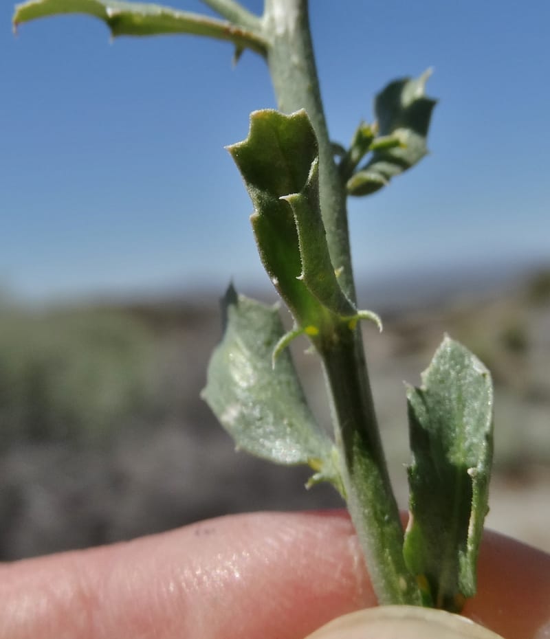 Adenophyllum cooperi, Davidson, C 13174--California, Mojave Nat'l Pres., 23 Apr 2016  8421 (14).JPG