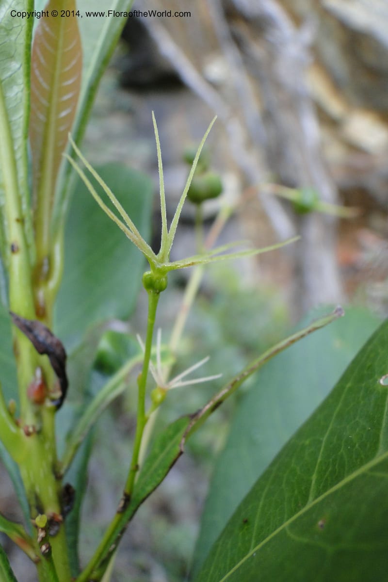 Cleidion, J. Munzinger 65 81--New Caledonia. Mine St. Louis Boulinda. 18 Feb 2011. 116 (1).jpg