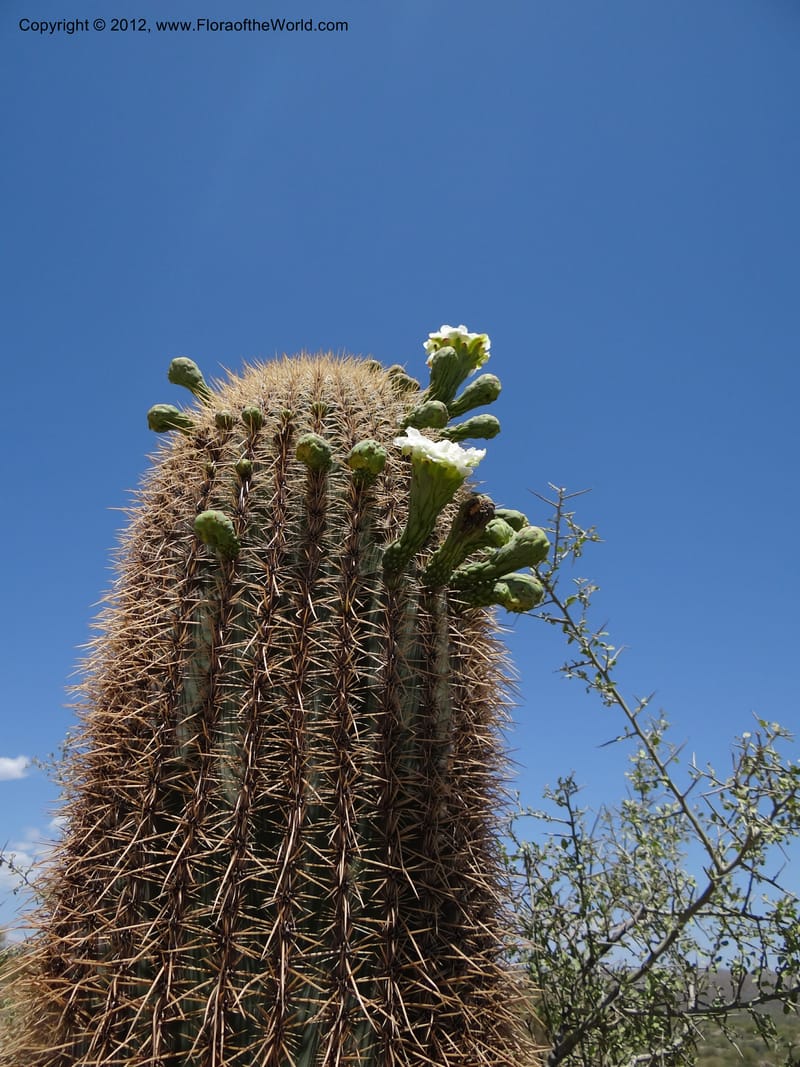 Carnegiea gigantea, Davidson, C 11933--AZ. Yavapai Co. Crown King Rd. 7 May 2012. DSC0894 1 (271).JPG
