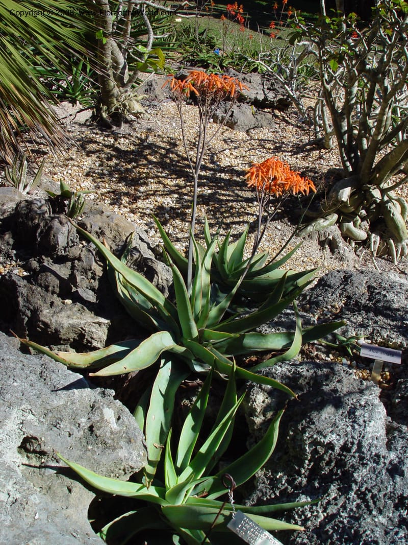 Aloe striata, FG 60-623--FL. Miami-Dade Co. Fairchild Tropical Garden. 15 Jan 03. 066.jpg